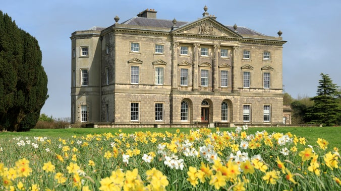 The classical front of Castle Ward house, Northern Ireland, with drifts of daffodils in front of it